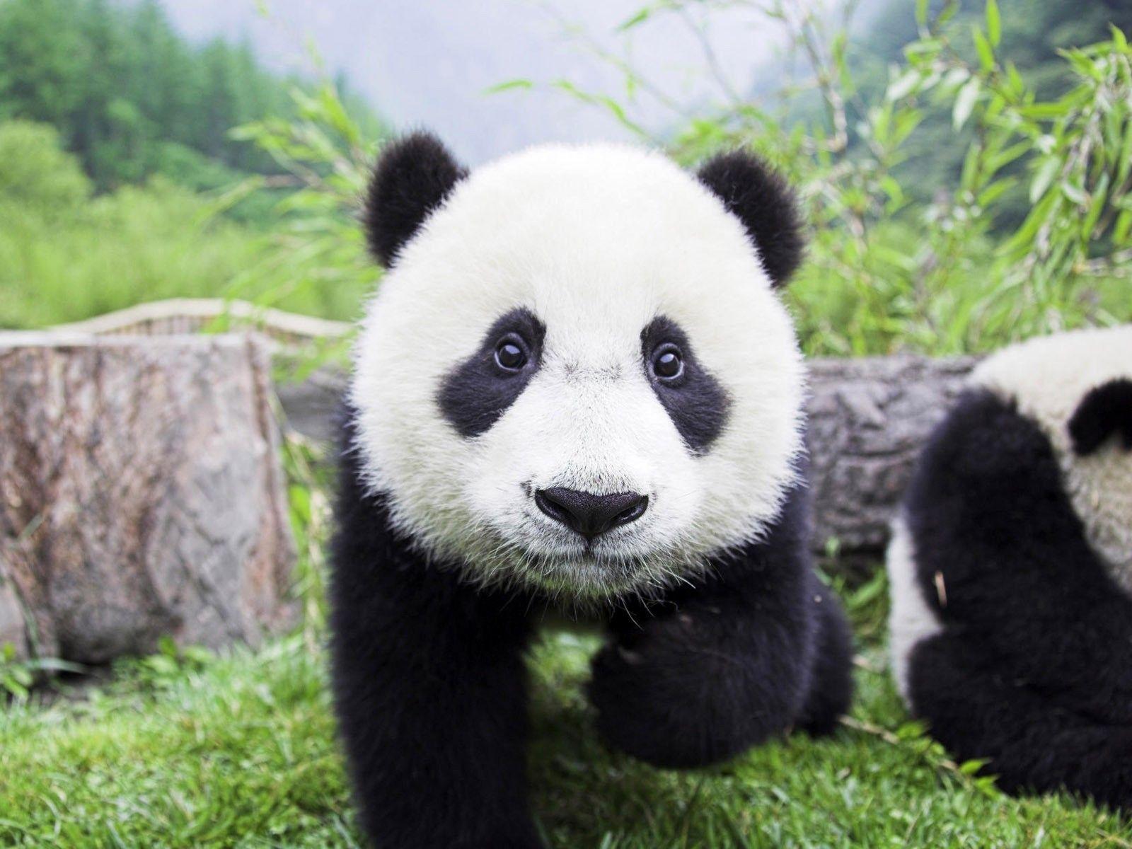 Animals Wild Panda Cub Bear Background Picture high quality