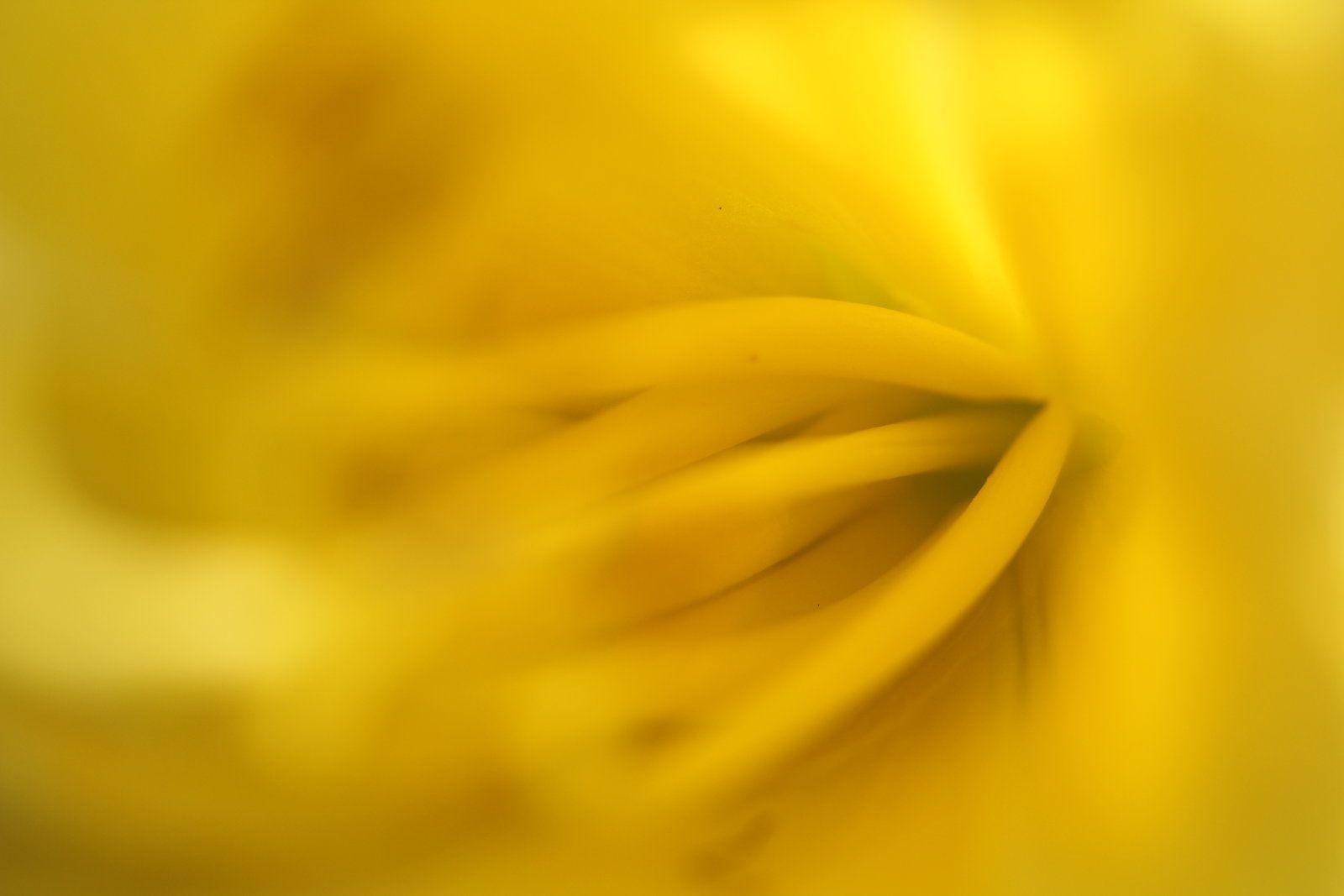 Yellow abstract background 2