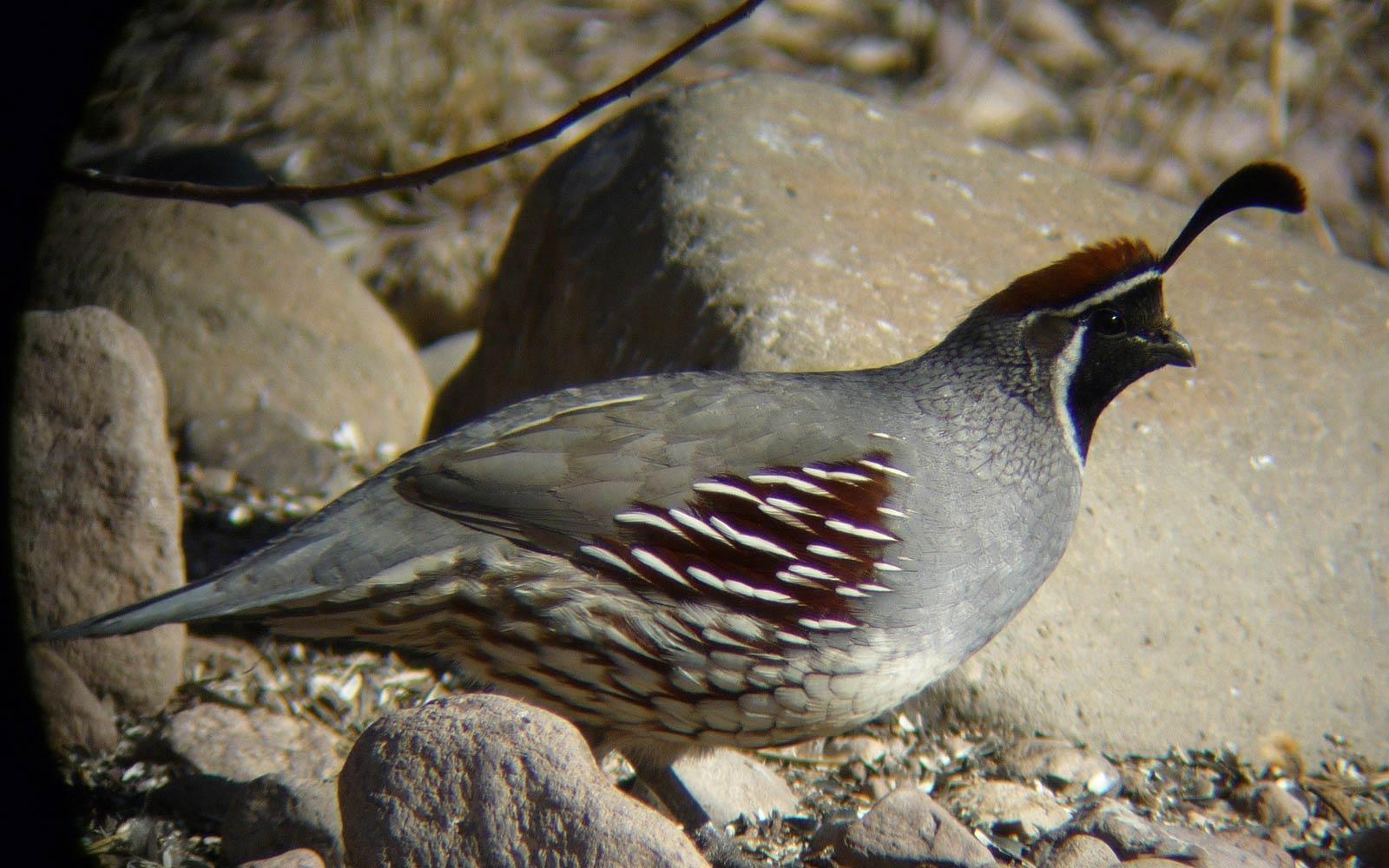 Quail Wallpapers - Wallpaper Cave