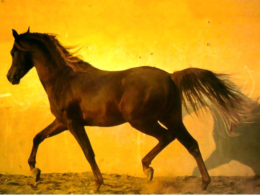 Free Arabian Horse Wallpaper, wallpaper, Free Arabian Horse