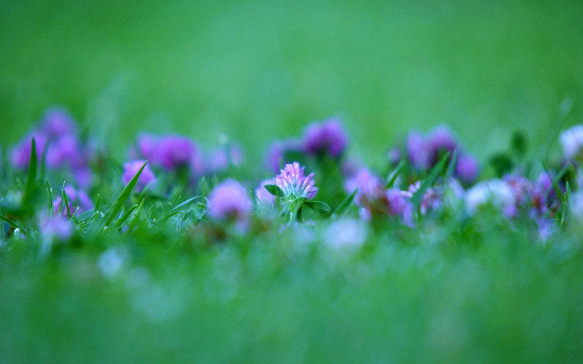 Flower Desktop Wallpaper