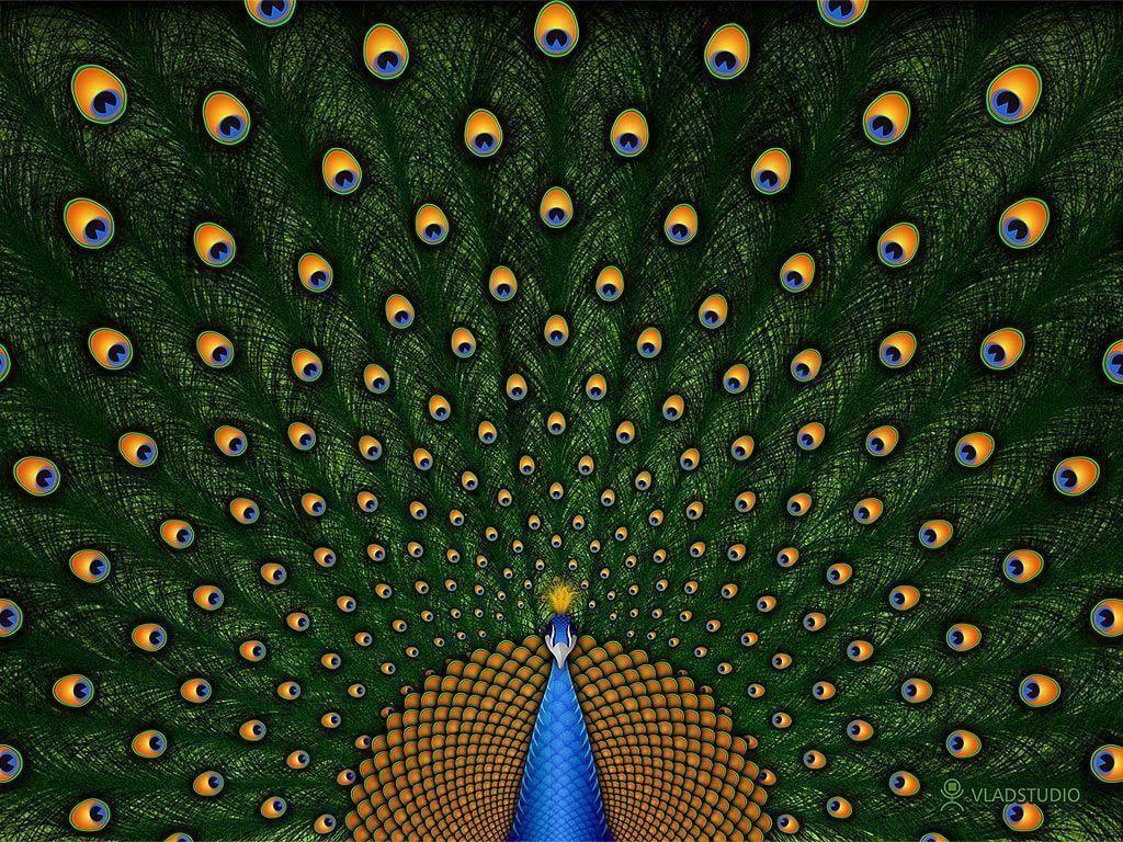Peacock Wallpaper and Picture Items