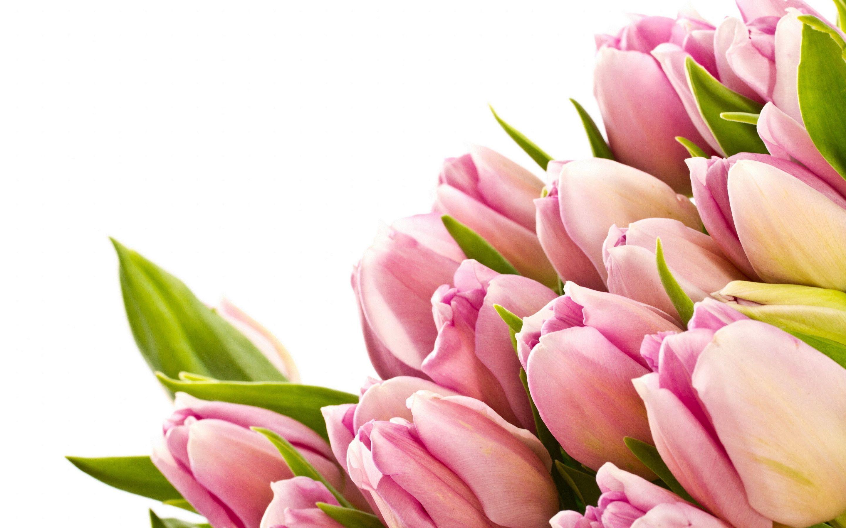 Pink Tulips wallpaper