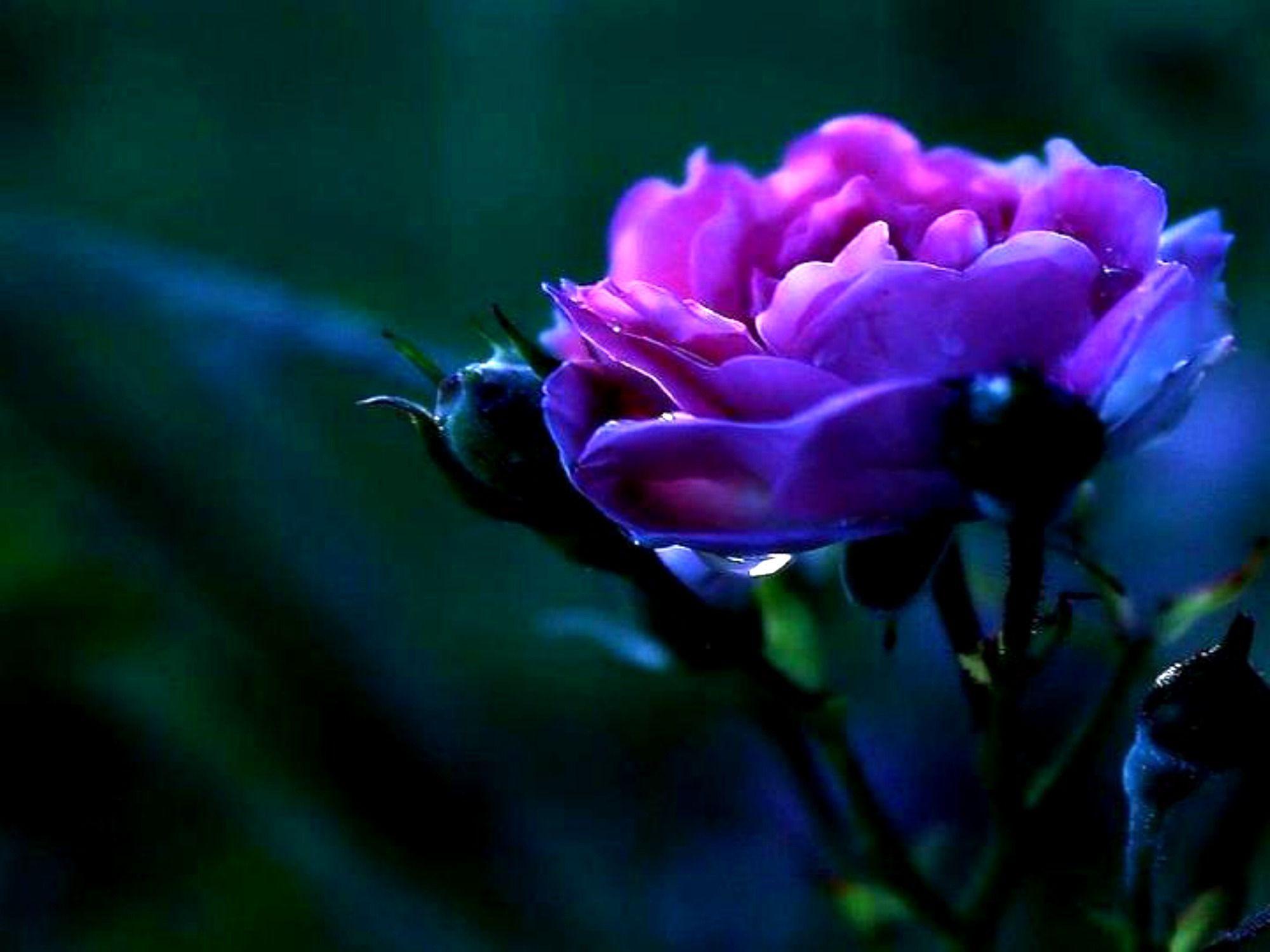 Violet Rose Flower