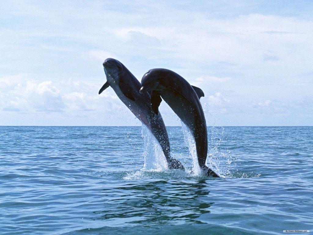 dolphins desktop wallpaper