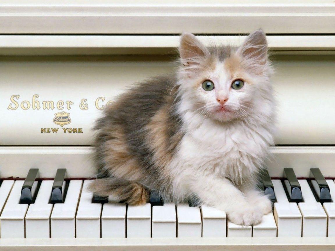 Kitten on the Piano Keys widescreen wallpaper. Wide