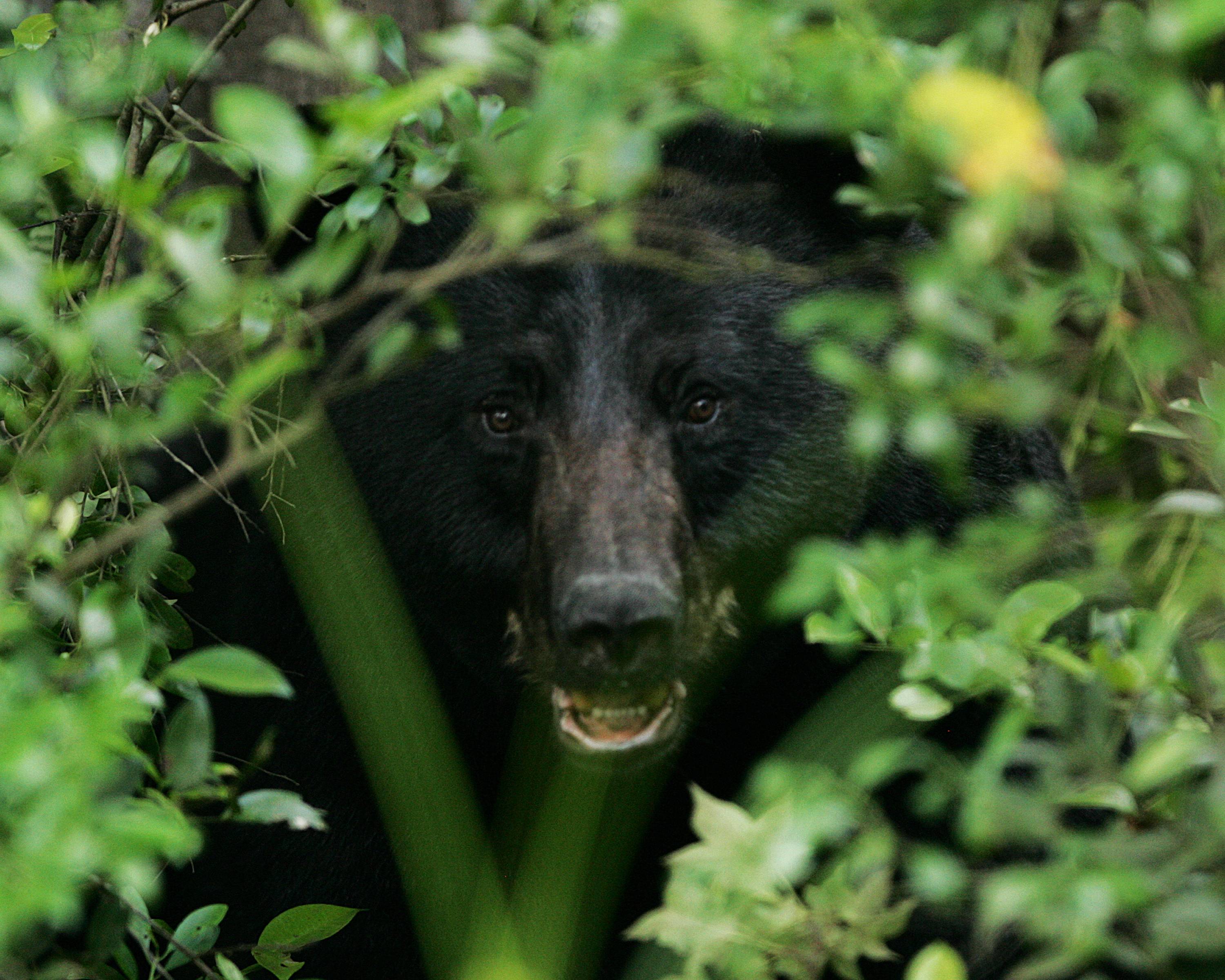 Black Bear Wallpaper and Background
