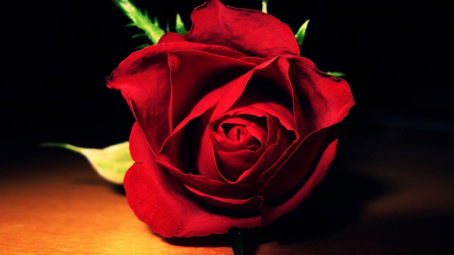 Lovely Red Rose Flower Macro Wallpaper High De Wallpaper