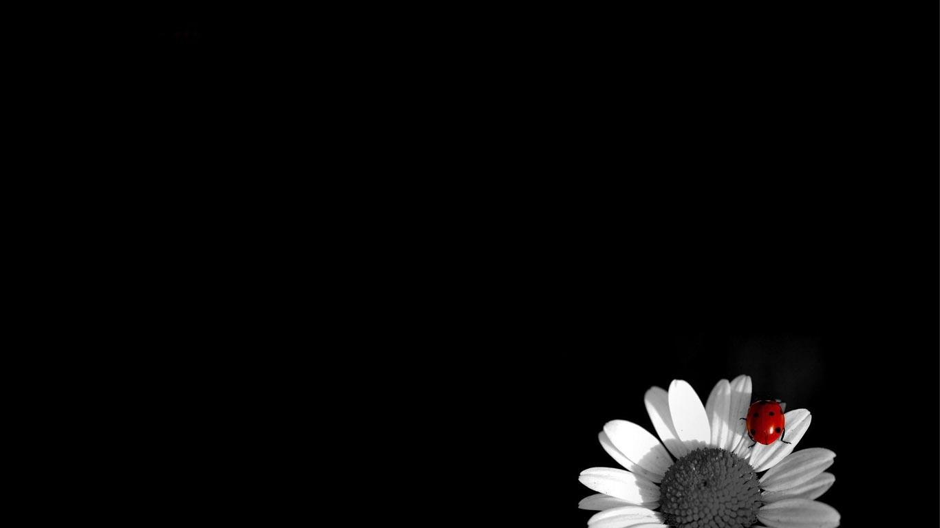 Desktop Wallpaper · Gallery · HD Notebook · Daisy and ladybug