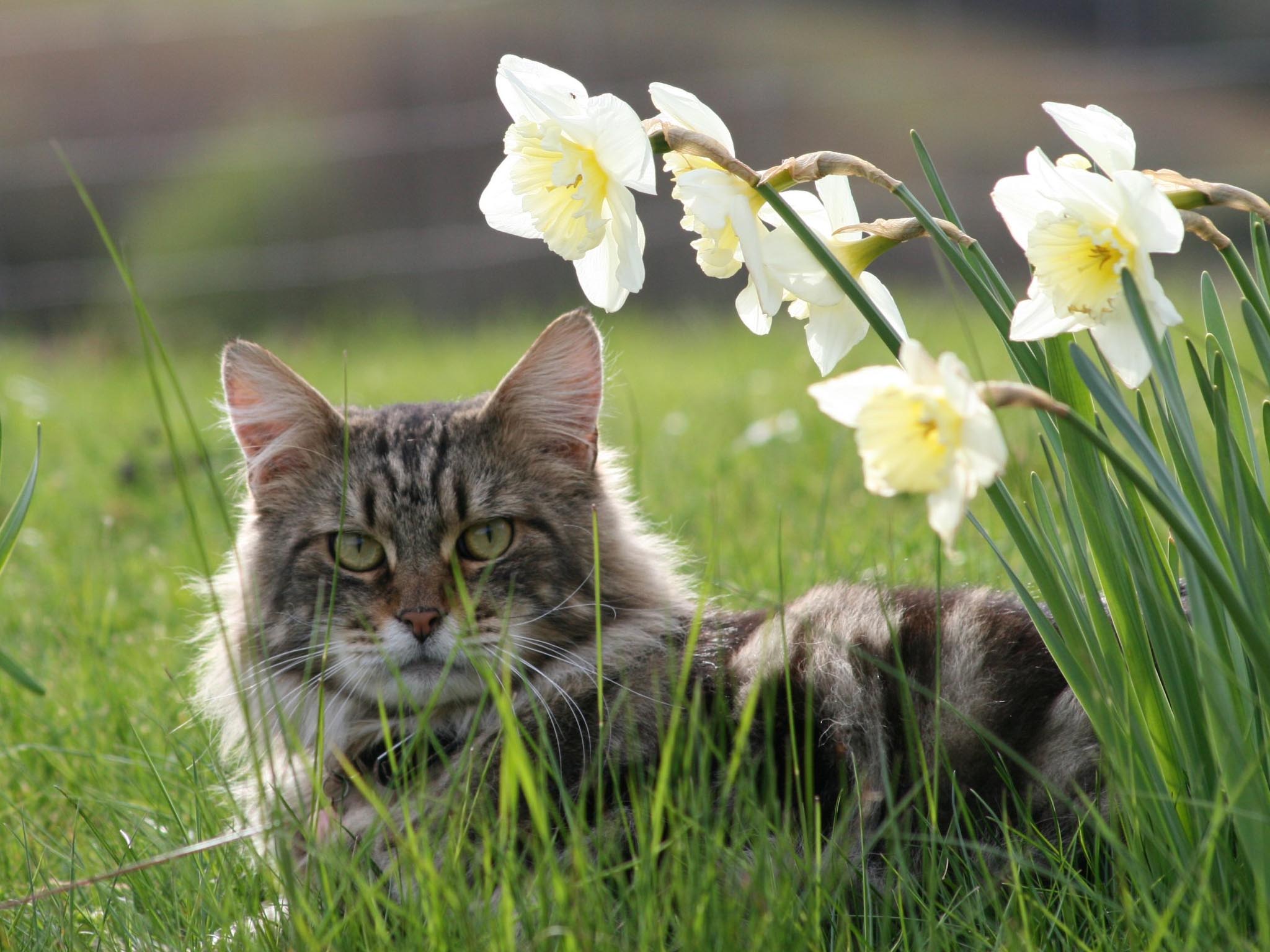 Весенняя кошечка. Кошка на природе. Весенняя кошка. Кошки весной. Весенние коты.