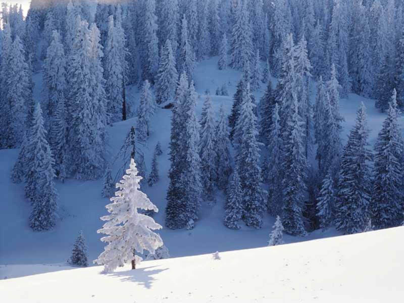 image For > Snow Trees Wallpaper
