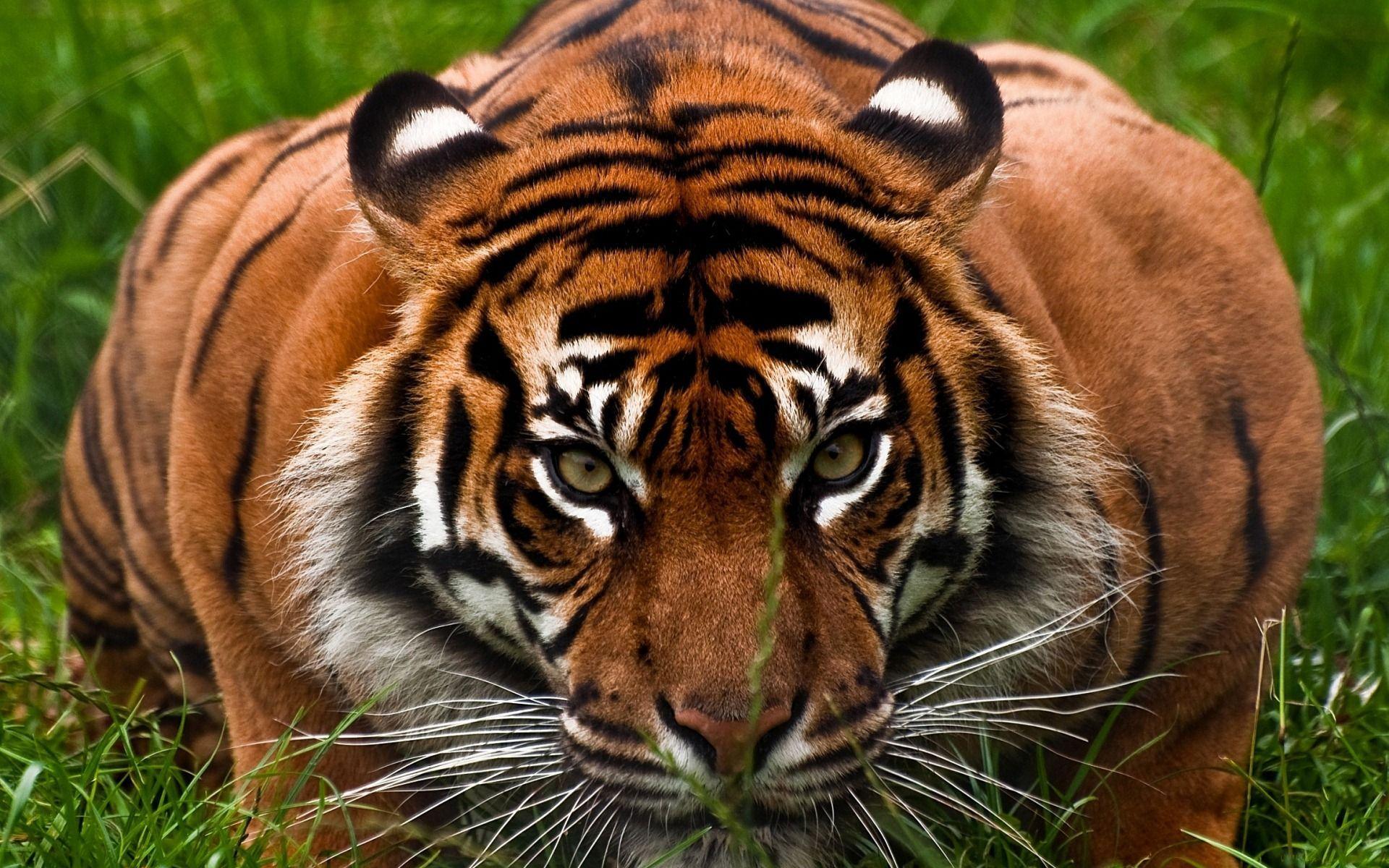 Beautiful tiger desktop wallpaper. HD Nature Wallpaper