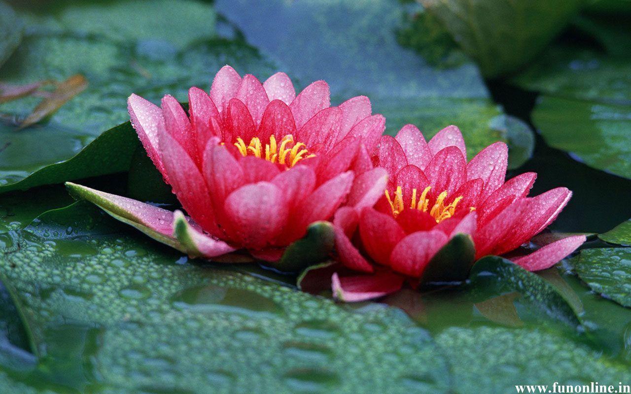Charming Pink Lotus Flowers: Lotus Flower Wallpaper