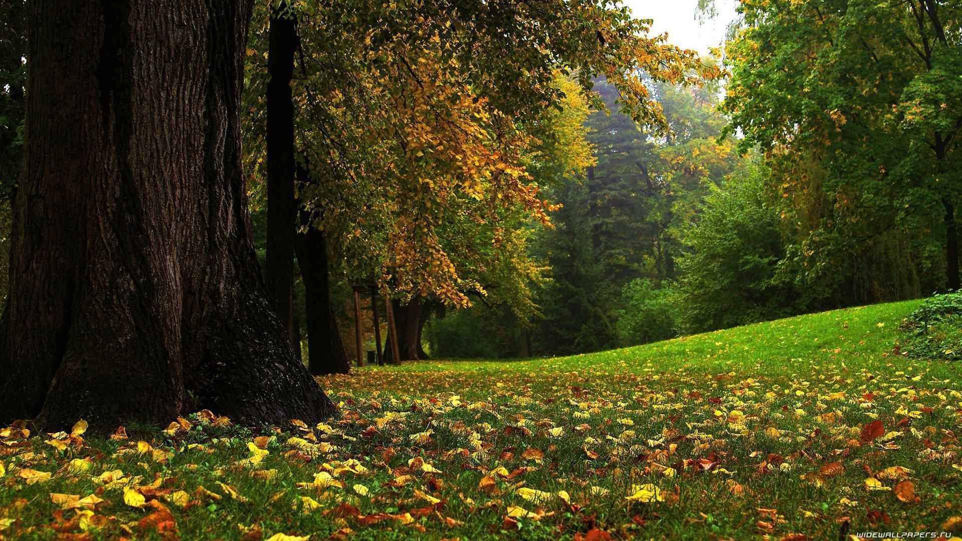 Autumn Wallpaper Background free Autumn mod nature a