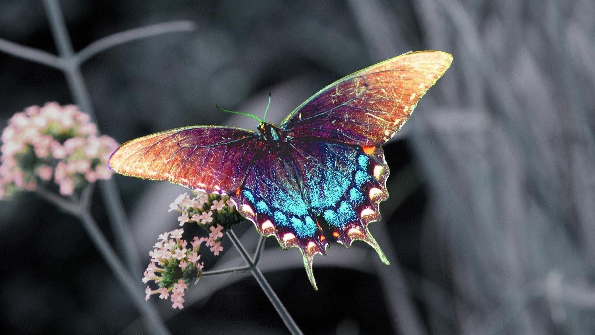 Beautiful colorful butterfly Wallpaperx1080 resolution