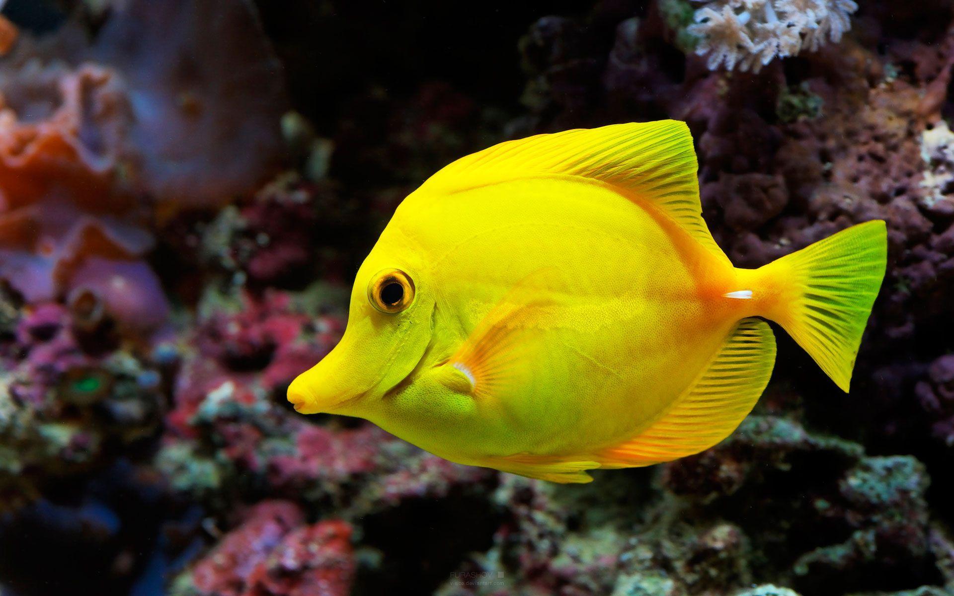 yellow_tropical_fish_wallpaper_hd Fish wallpaper HD free