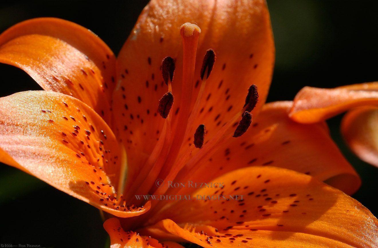 Picture Of Tiger Lilies