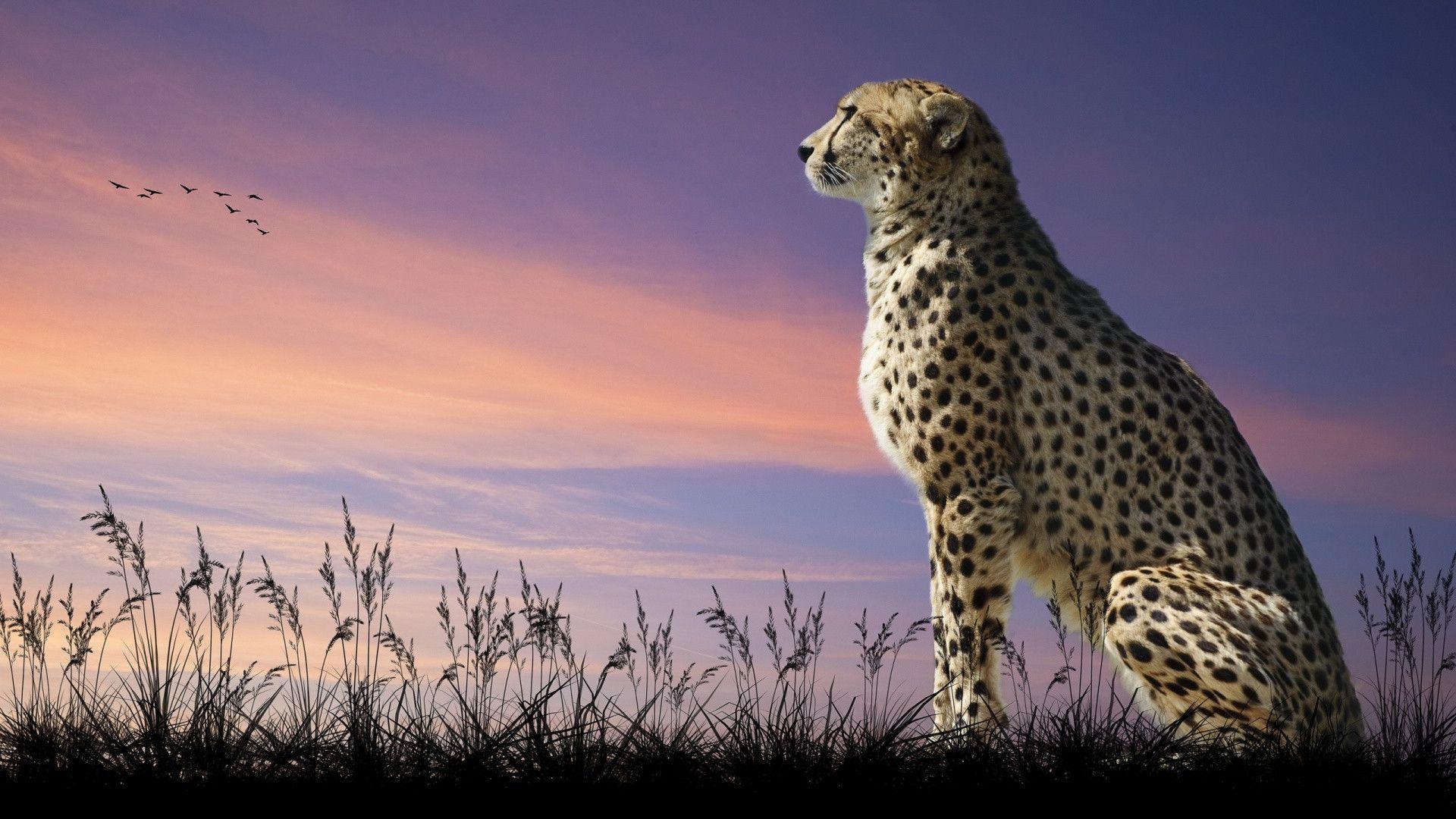 Cheetah Watching The Sunset « Other Cute Animals « HD Animal Wallpaper