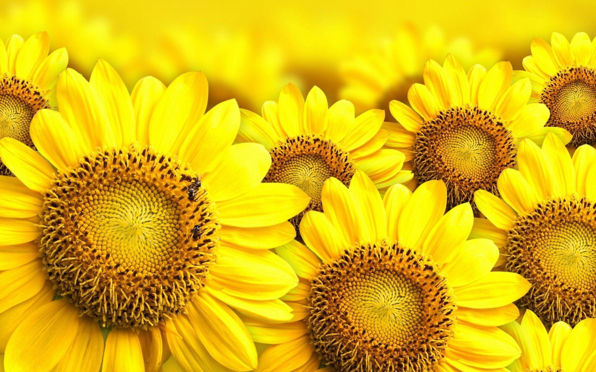 Free Desktop Wallpaper Sunflowers · Sunflower Desktop Wallpaper