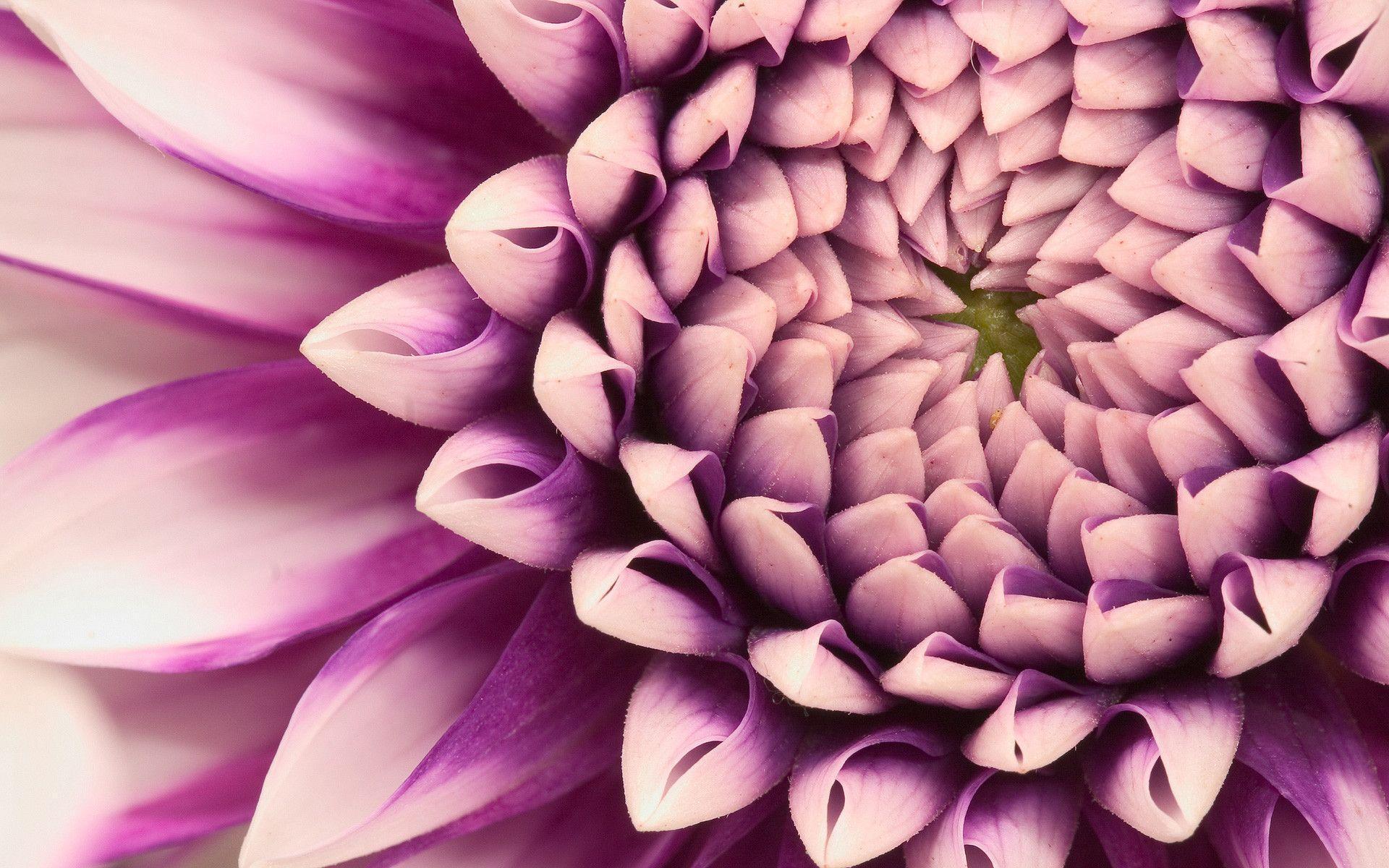 Dahlia Wallpapers - Wallpaper Cave