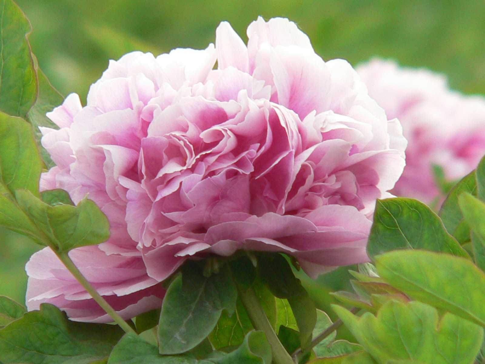Pink Peony Flower Image & Picture