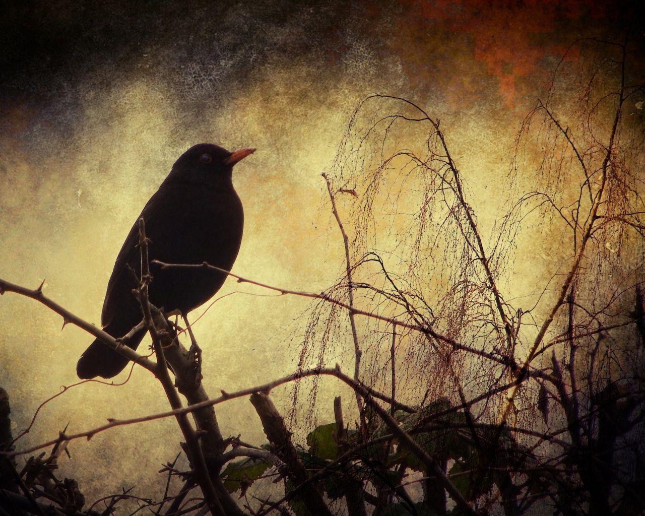 Blackbird 1280x1024 Wallpaper