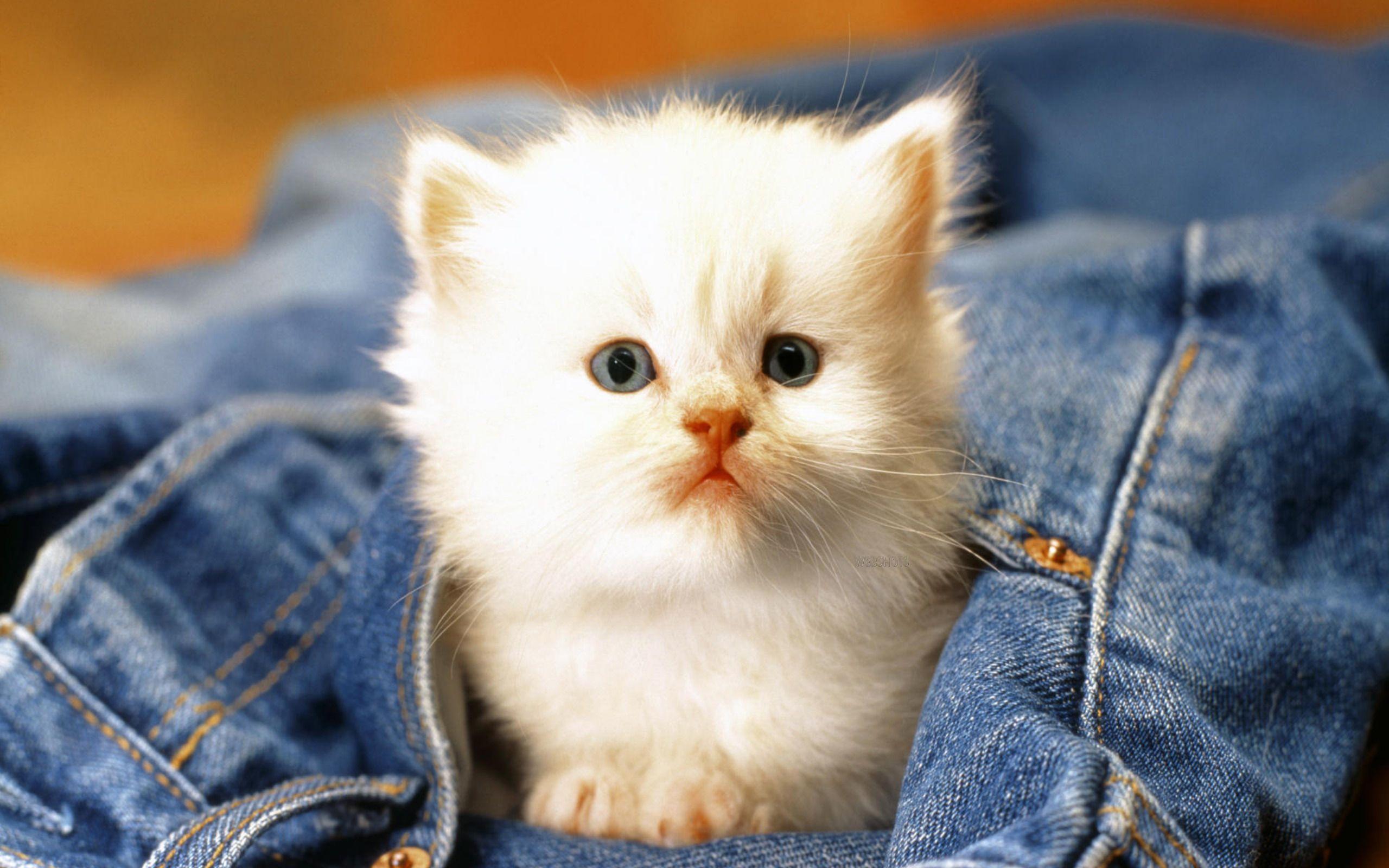 White Kitten Cute Big Eyes Art Cat Wallpaper
