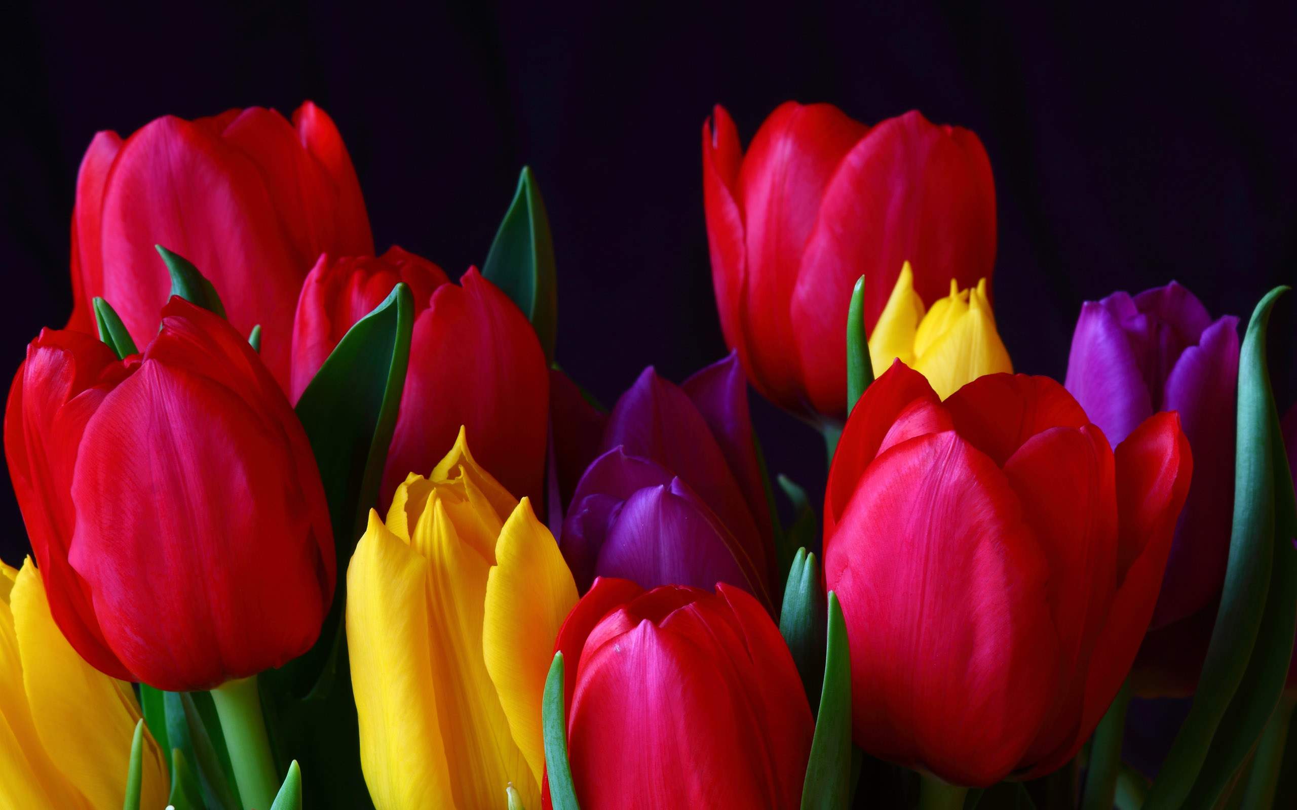 Tulip Flower Desktop Wallpaper. Free Download Tulip HD