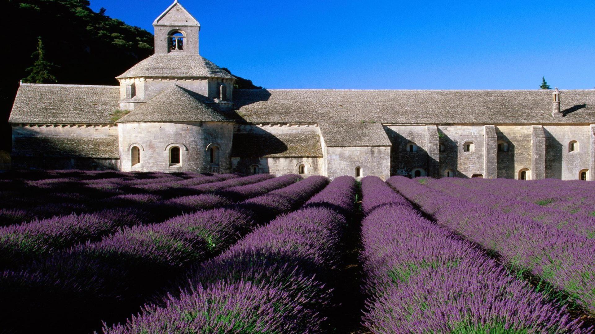 Lavender field abbey of senanque near gordes provence France free