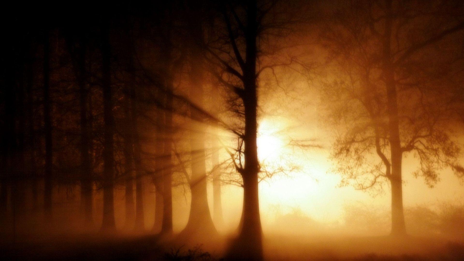 image For > Dark Forest Background