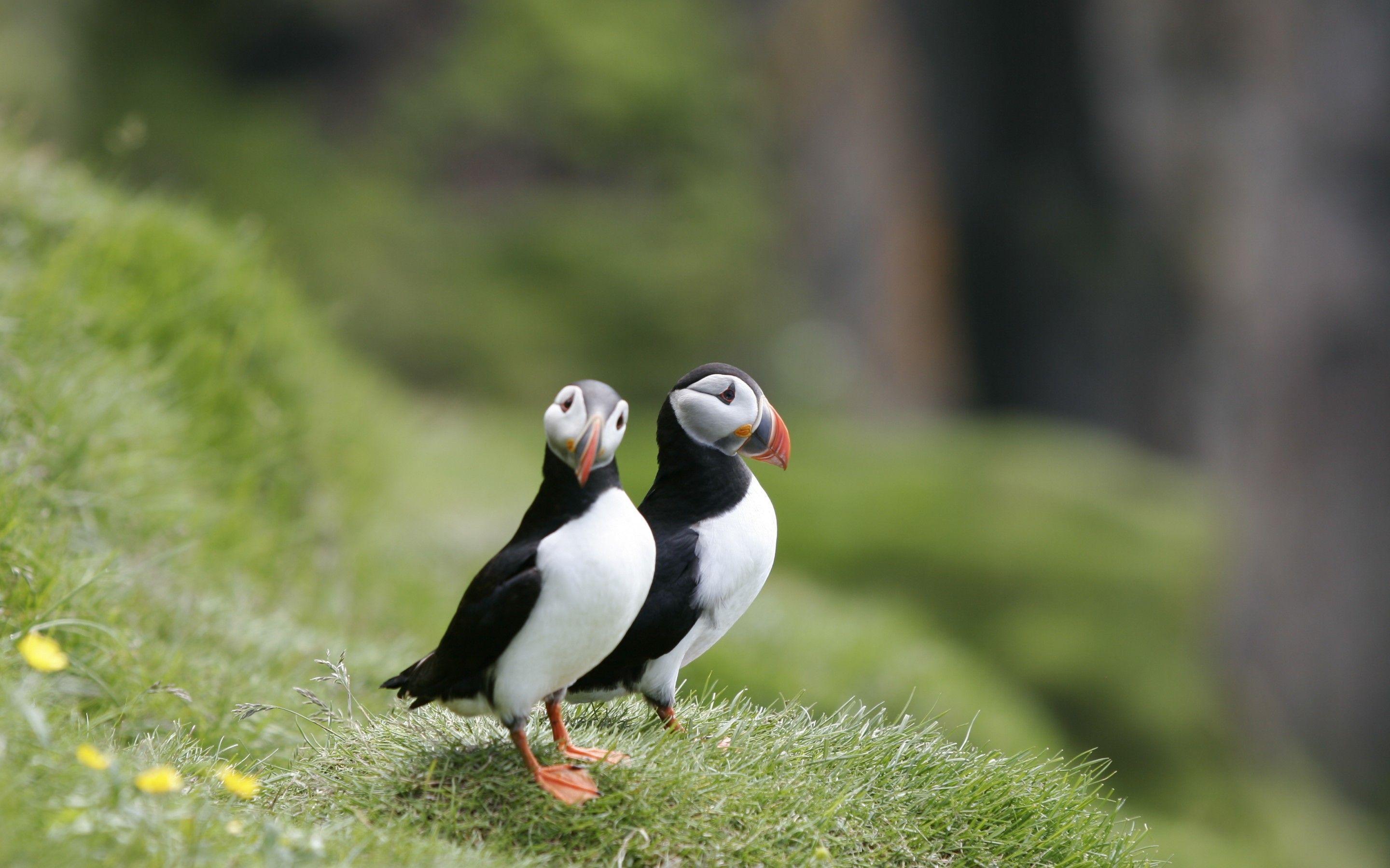 pokemon puffin pokemon puffin