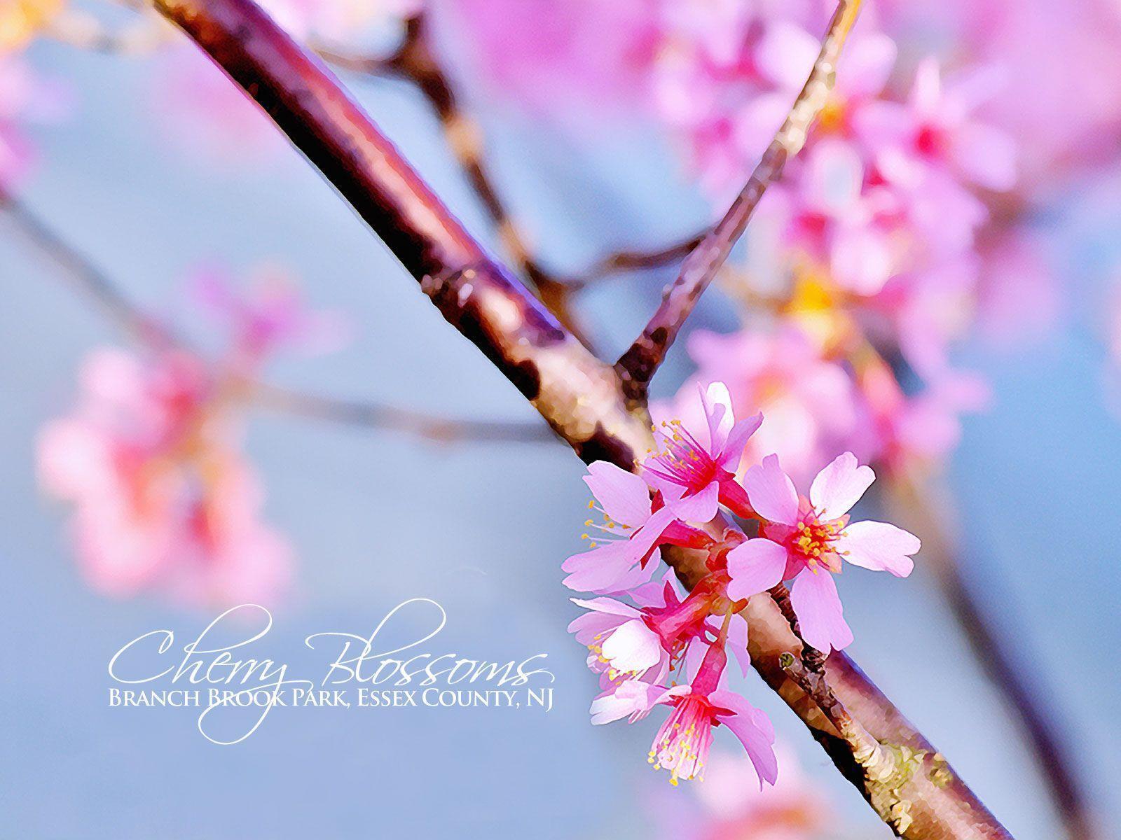 Free Cherry Blossom Wallpaper Petersonlive