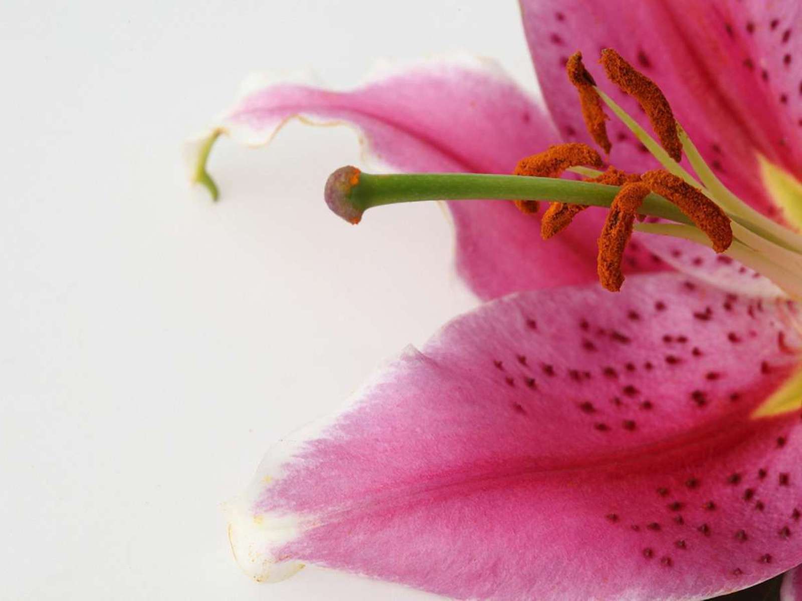 Wallpapers For Pretty Flower Pink Lily Wallpapers.
