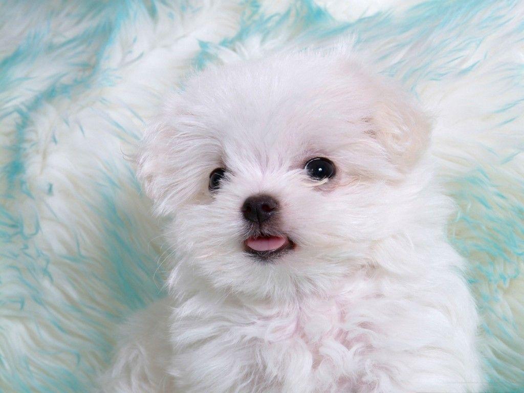 White Puppy with Cute Tongue HD Wallpaper. HD Wallpaper