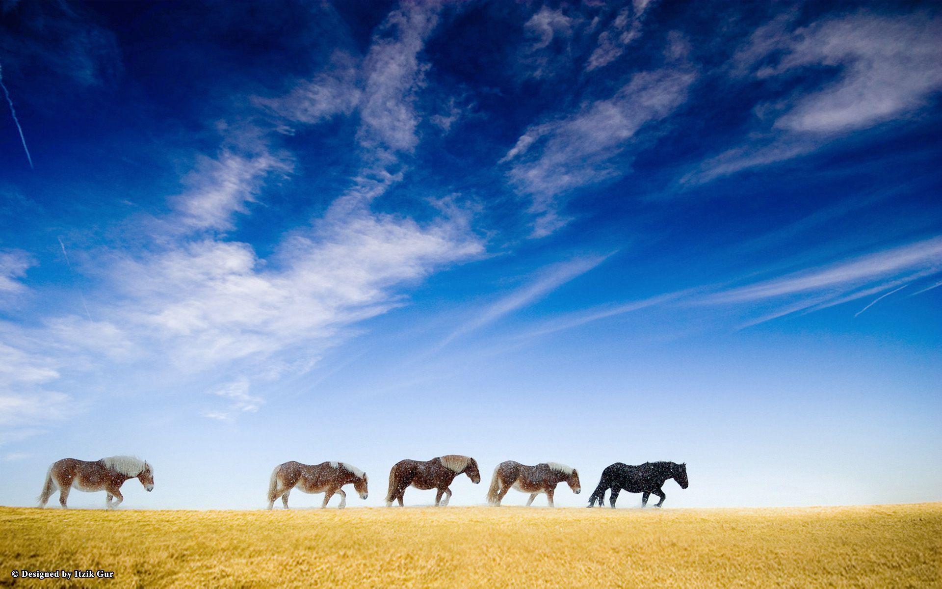 Animals For > Wild Horses Wallpaper HD