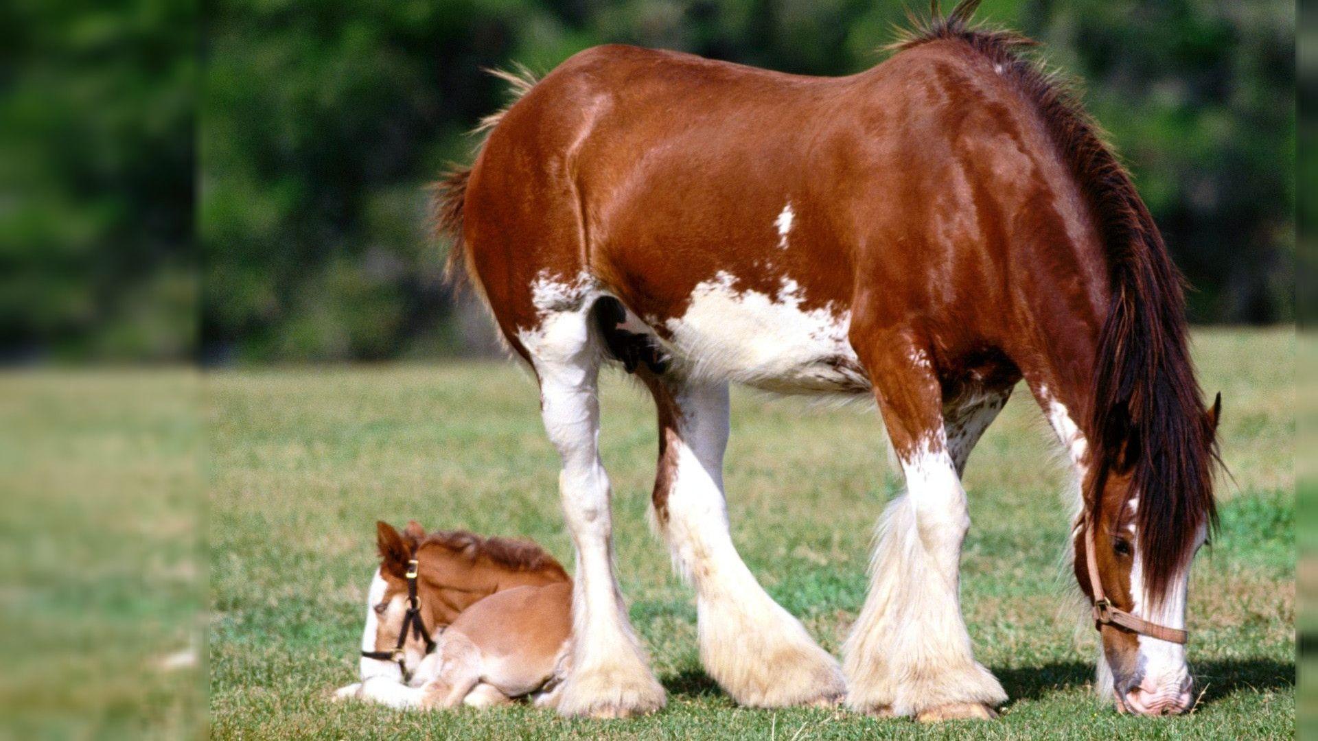 Horse Desktop Wallpaper HD Wallpaper Background