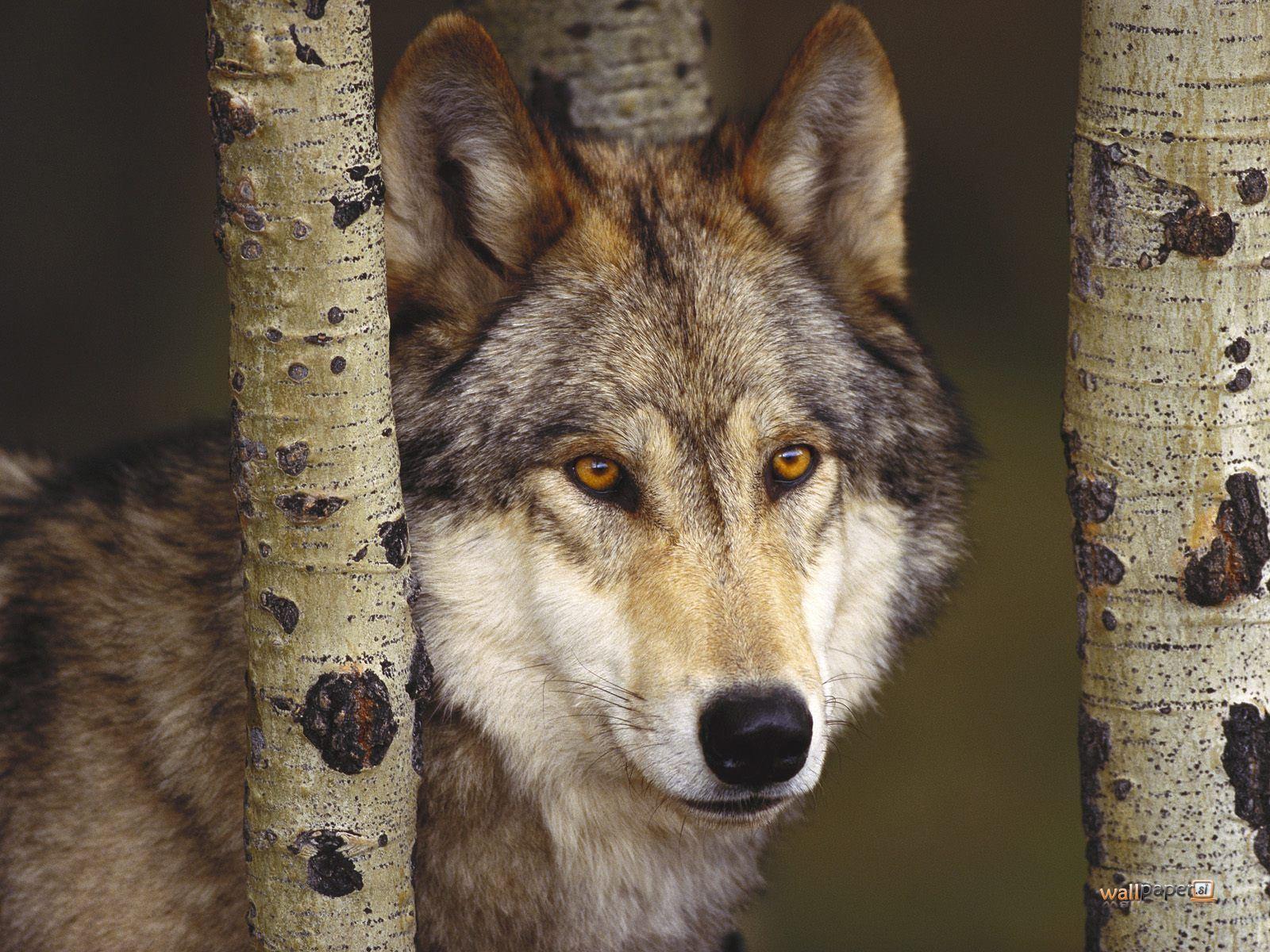In the Wood Gray Wolf HD Wallpaper