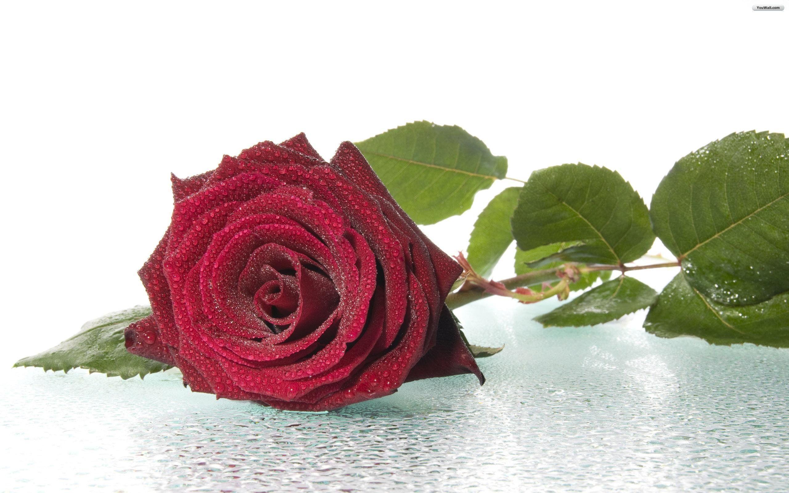 image For > 3D Red Rose Wallpaper