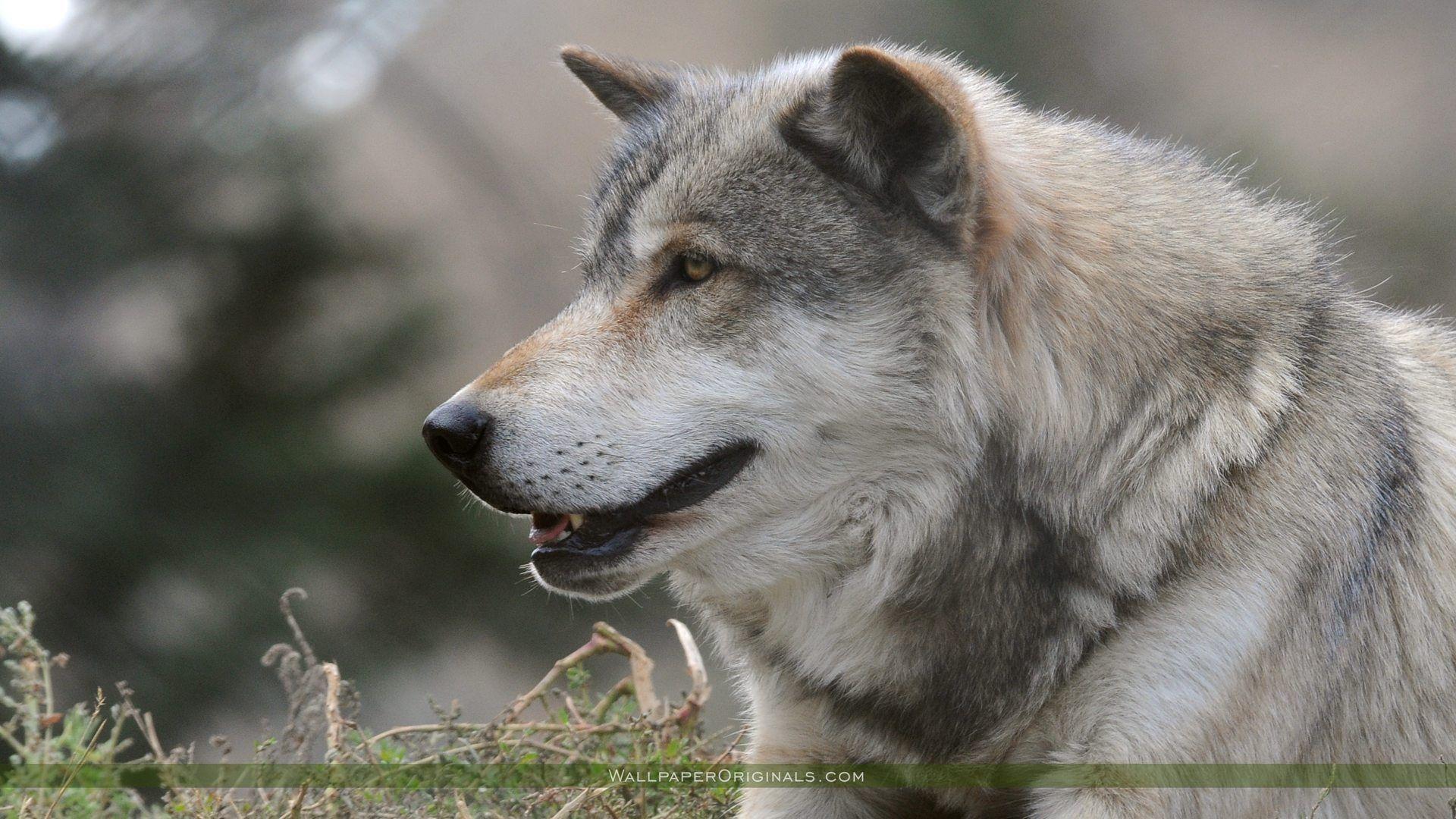 Animals For > Grey Wolf Background