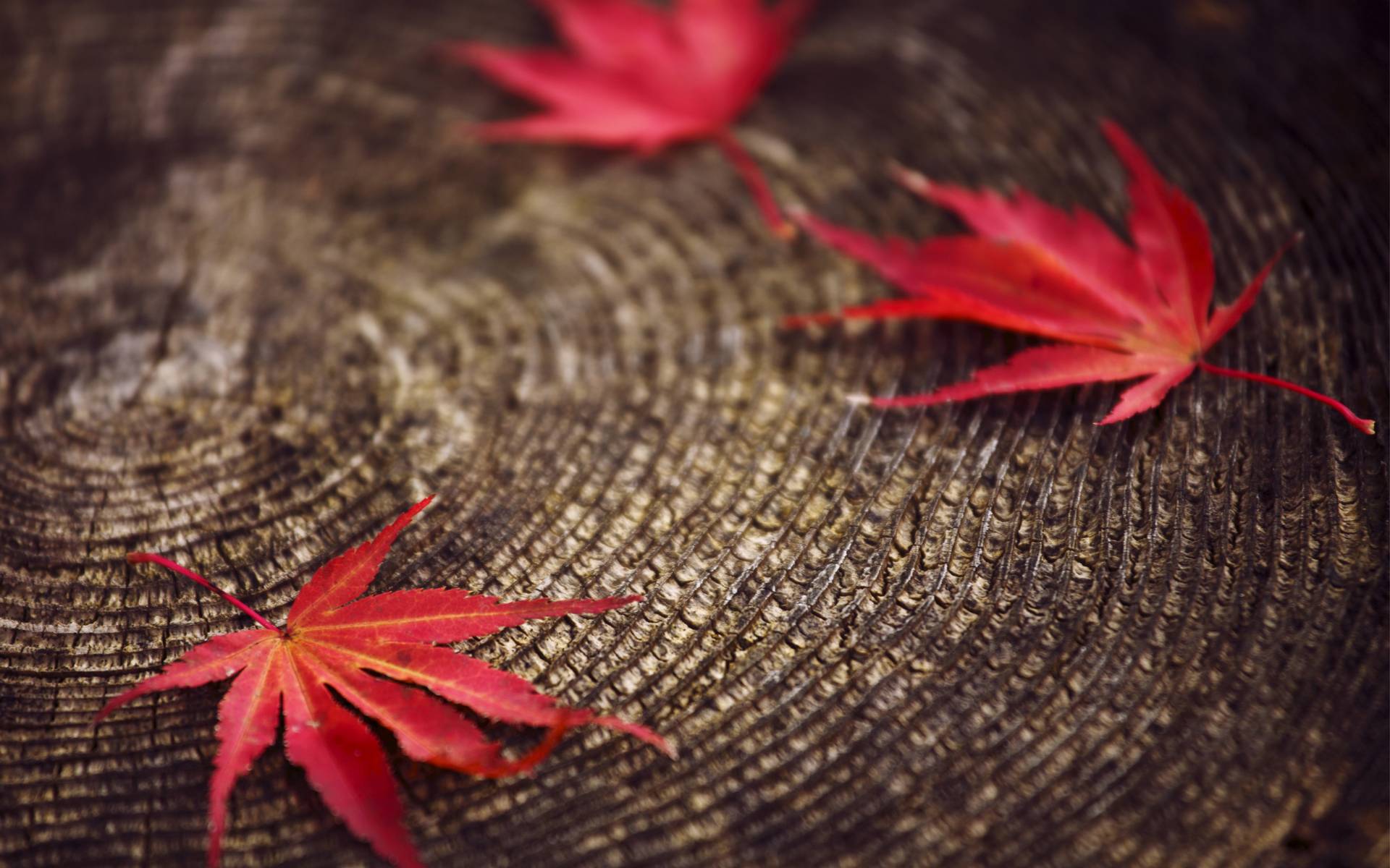 Red Leaves Wallpaper 16385 1920x1200 px