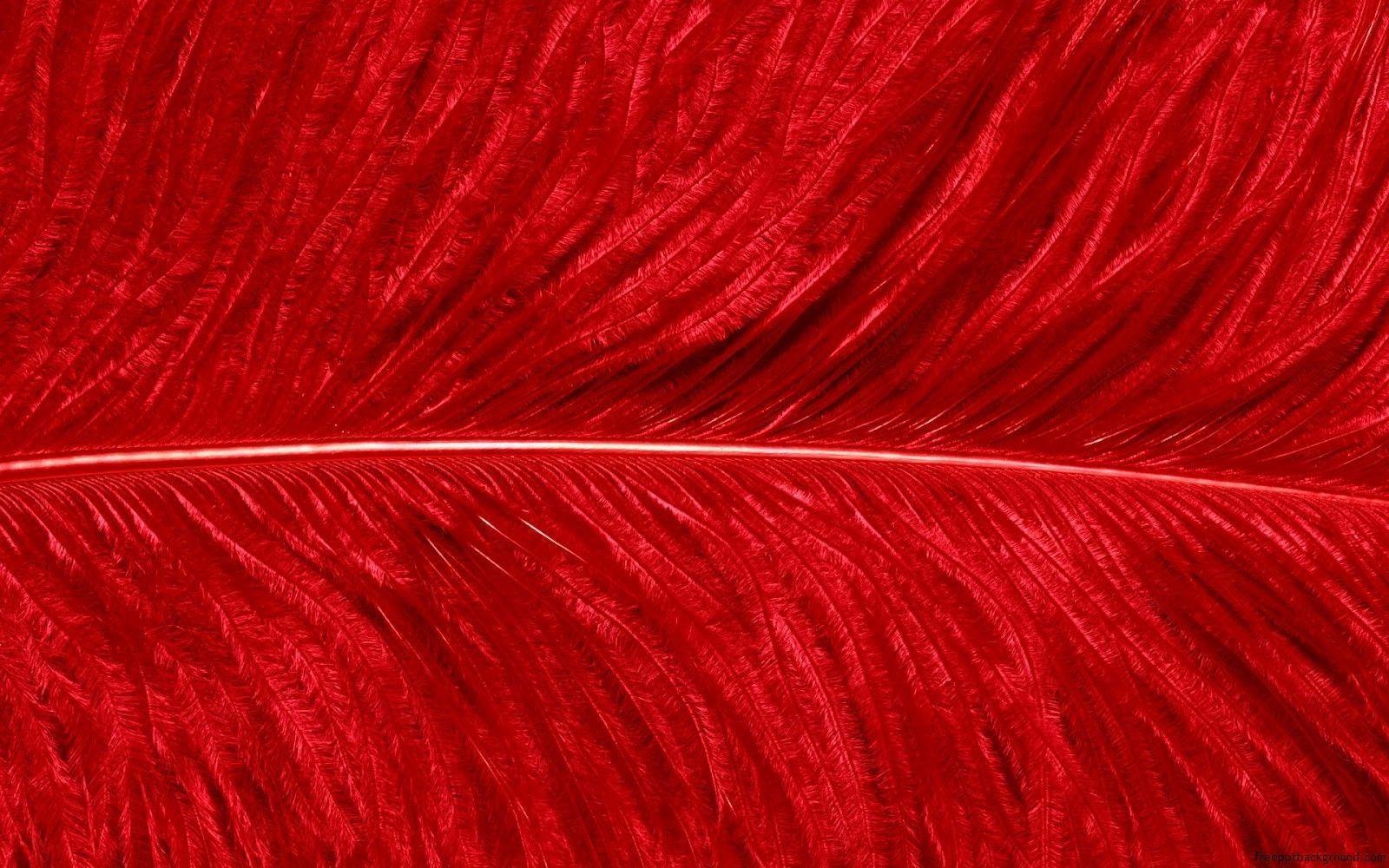 Red Bird Feather. Free PPT Background