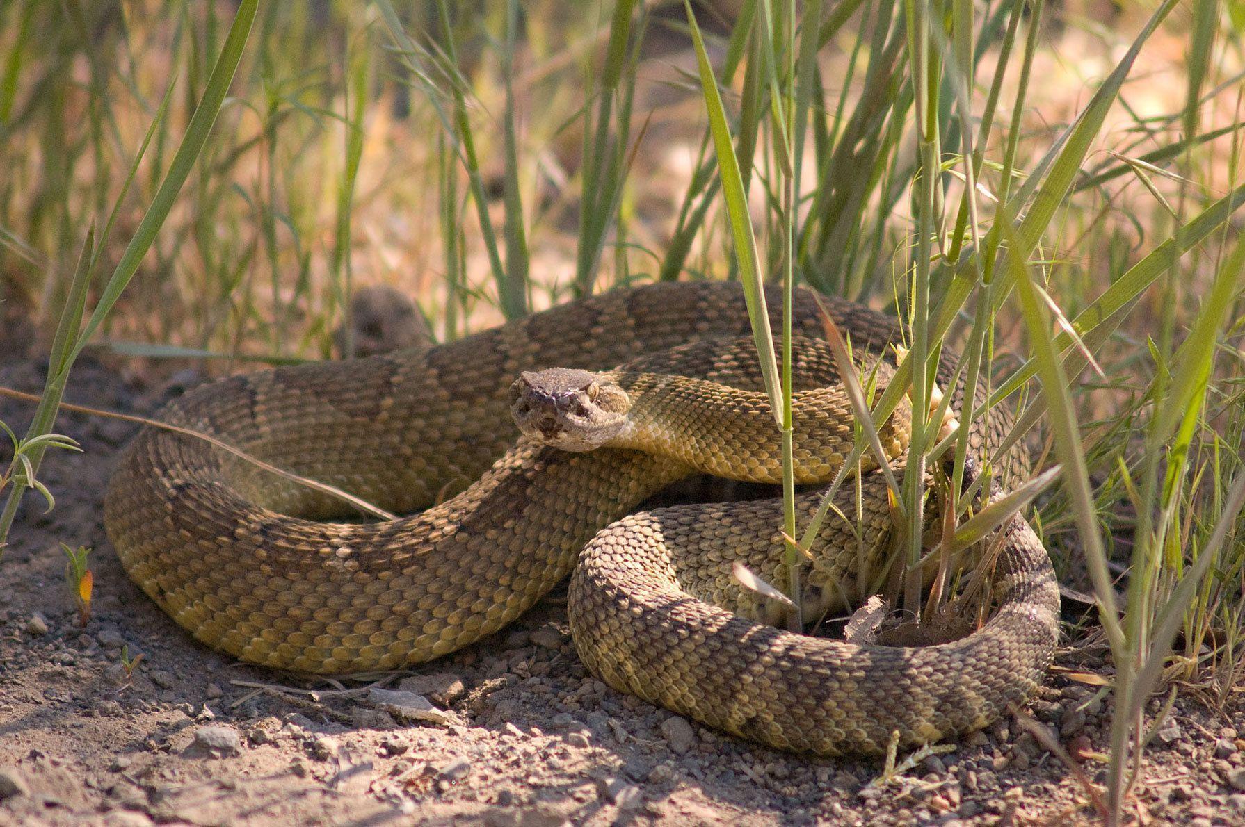 Snake reptile snakes predator rattlesnake u wallpaperx1190