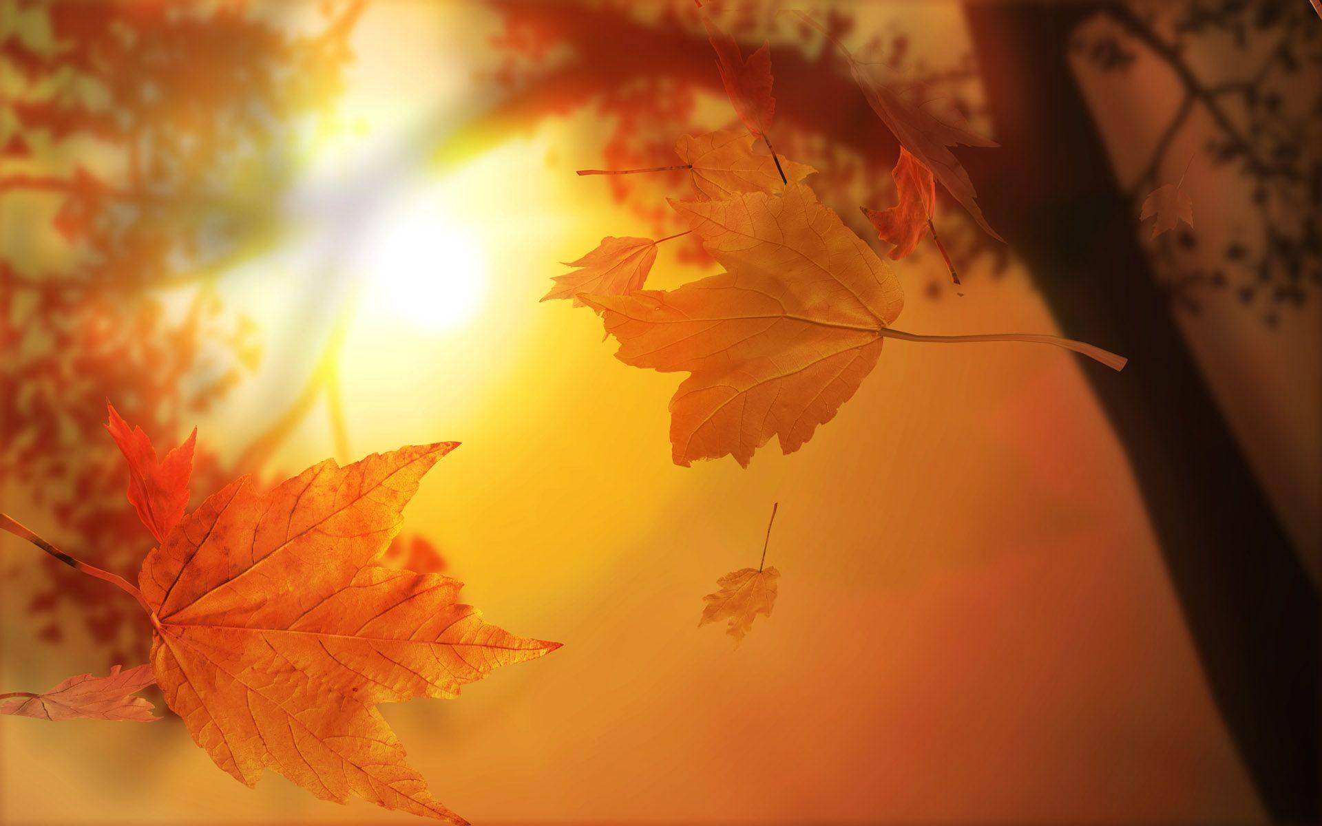 Autumn Leaves with Sunlight Free PPT Background