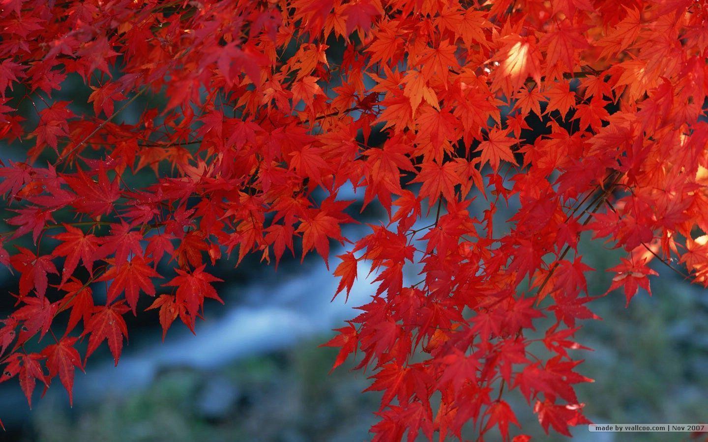 Fall leaves wallpaper foliage wallpaper 1440x900 NO.2
