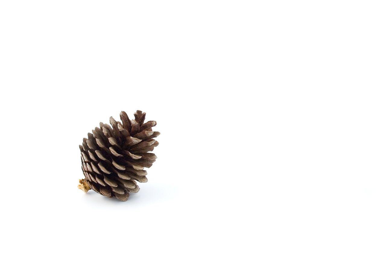 Public domain image picture of pine cone
