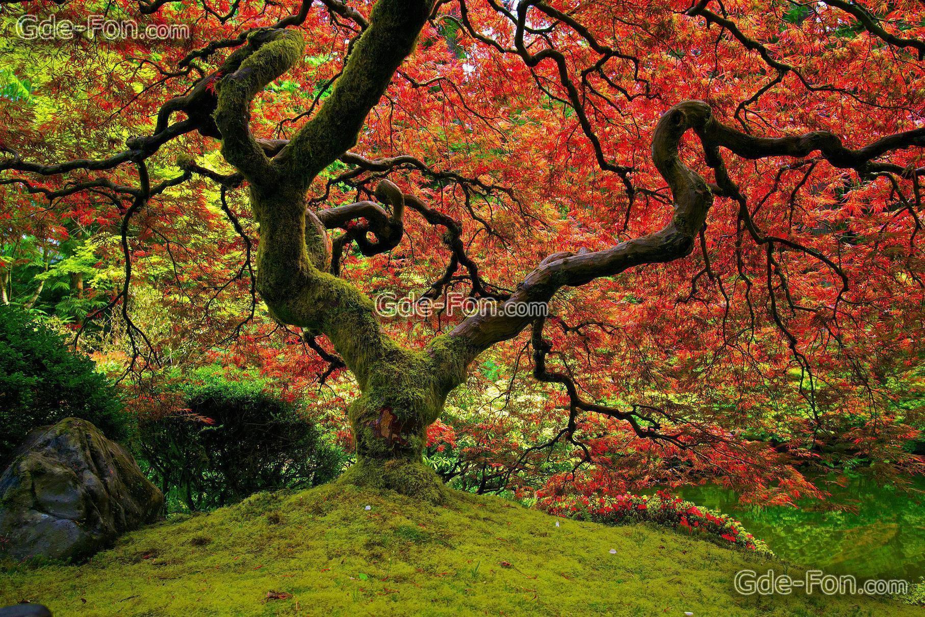 Download wallpaper nature, Japanese Garden, maple, red free