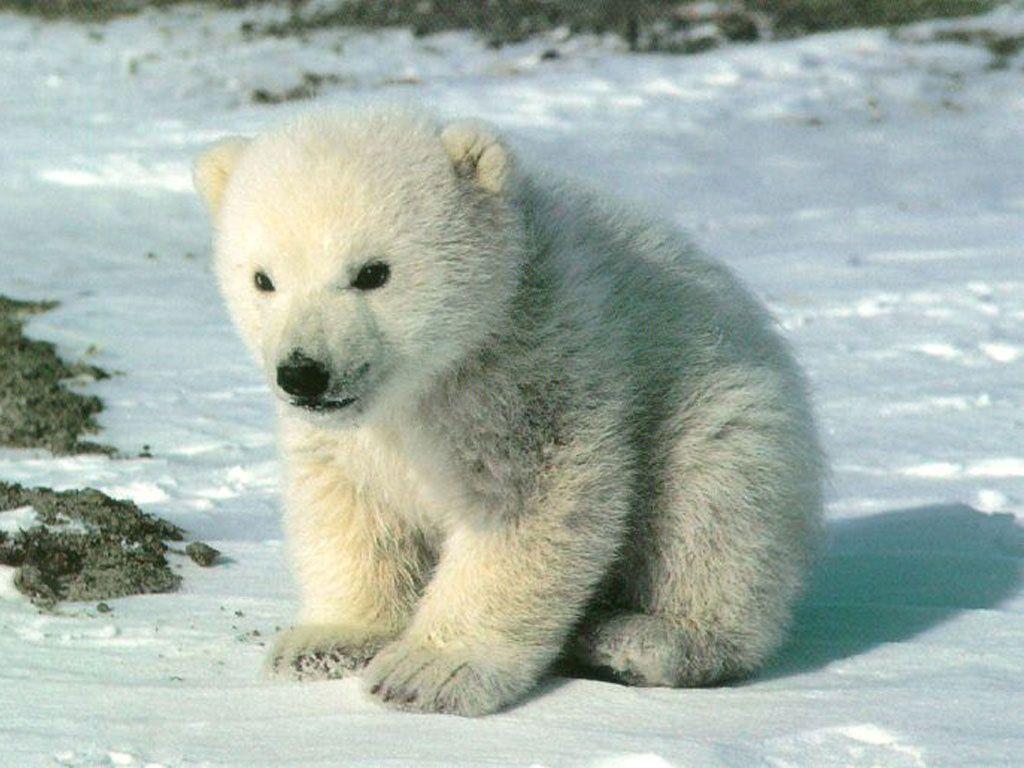 Cute polar bear cub Cubs Wallpaper