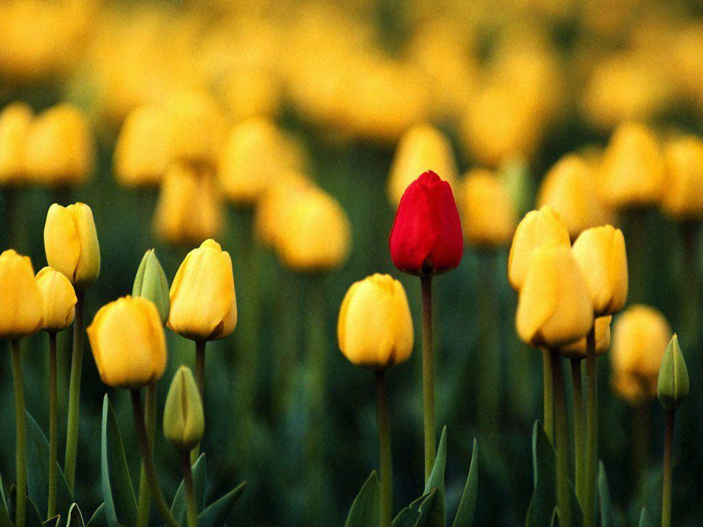 Blooming tulips, Netherlands flowers computer desktop wallpaper
