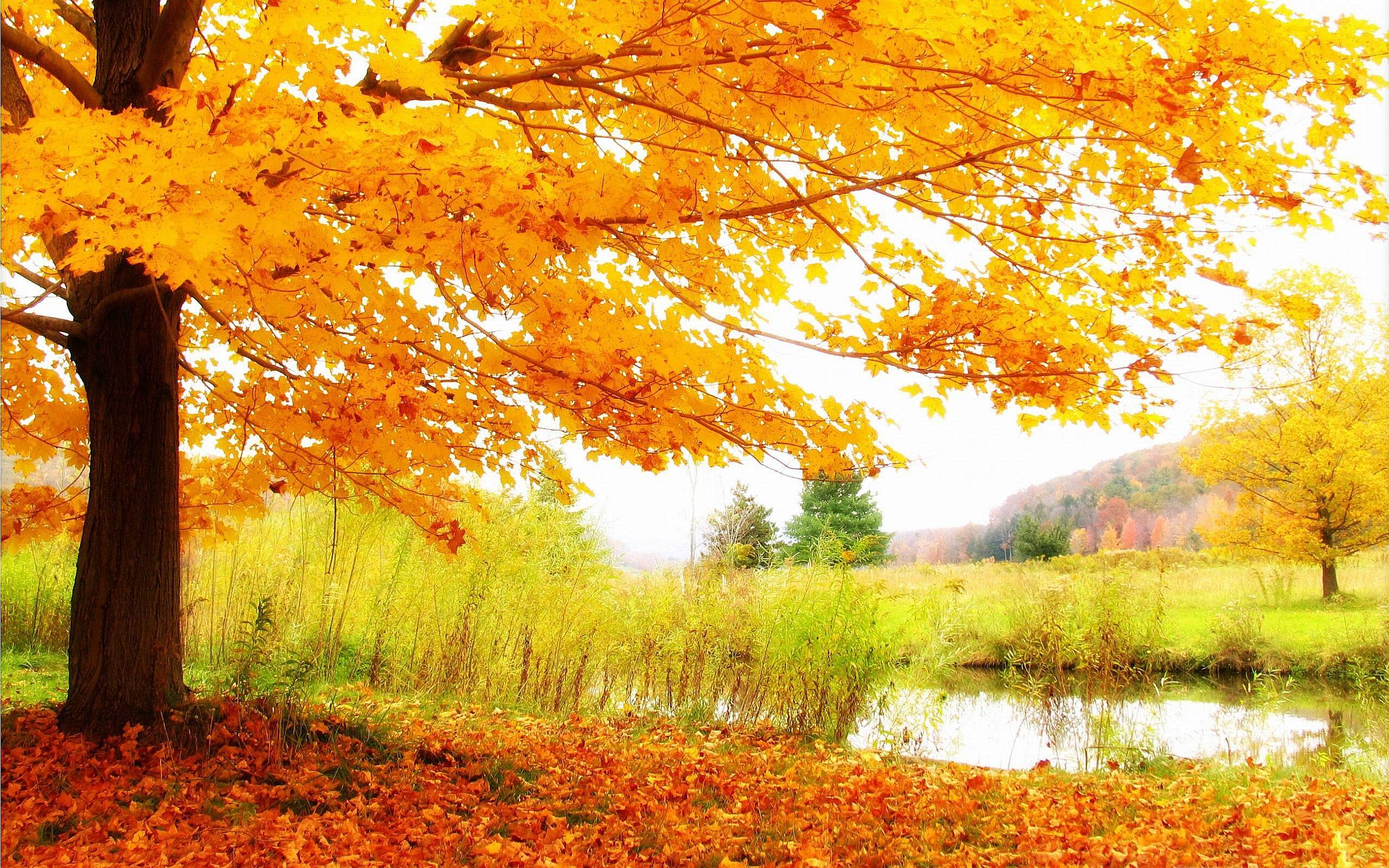 Wallpaper For > Beautiful Fall Scenery Background