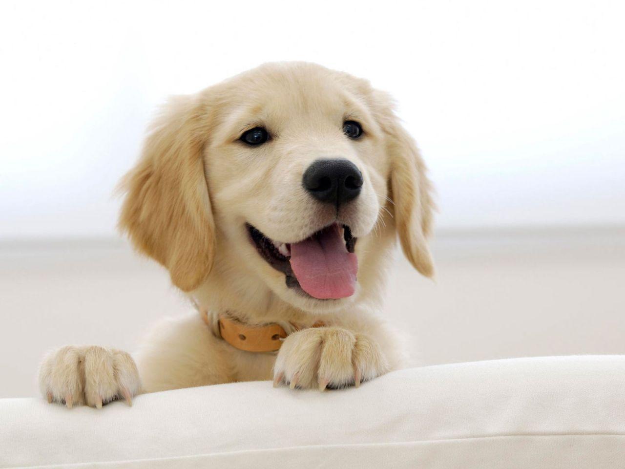Cute Golden Retriever Puppies Wallpaper